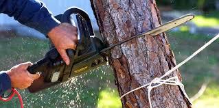 Best Soil Testing and Treatment  in Springfield, MA