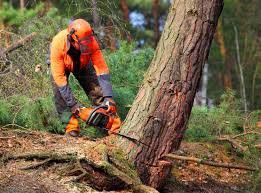 Best Tree Mulching  in Springfield, MA