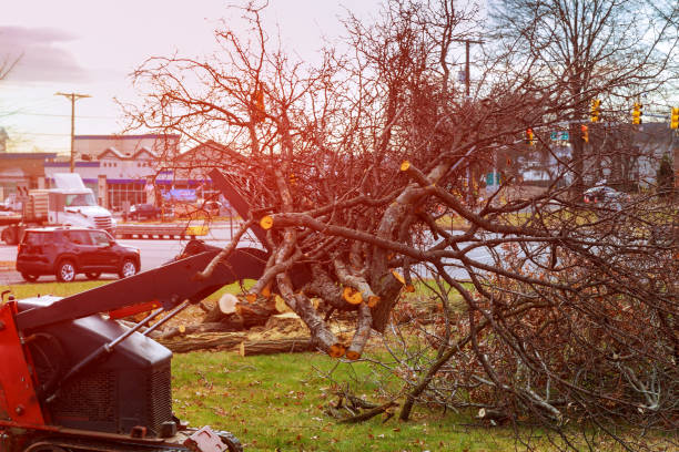  Springfield, MA Tree Care Pros