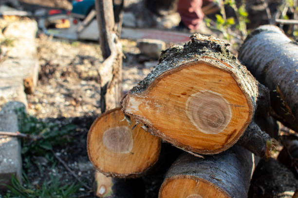 Best Commercial Tree Services  in Springfield, MA