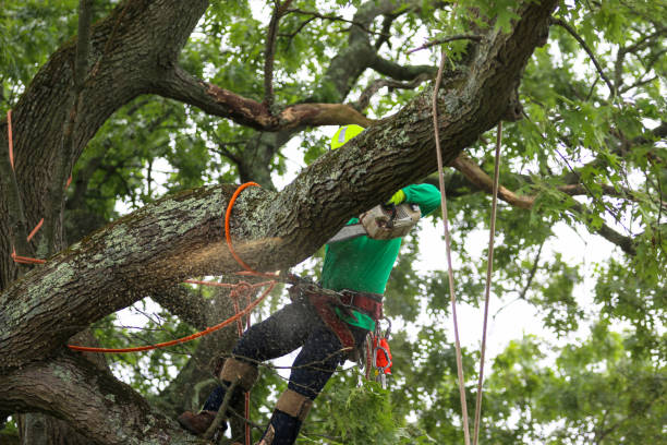 Best Emergency Tree Removal  in Springfield, MA
