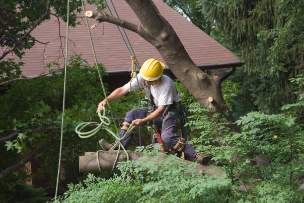 Best Lawn Watering Services  in Springfield, MA