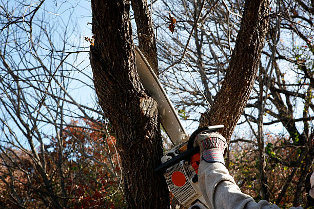 Best Tree Risk Assessment  in Springfield, MA